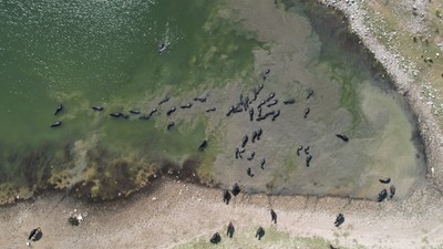 Afrika’yı aratmayan görüntüler İstanbul’da kaydedildi