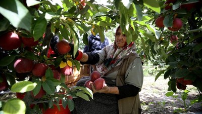 Yahyalı Elmasının 25 Ülkeye İhracı