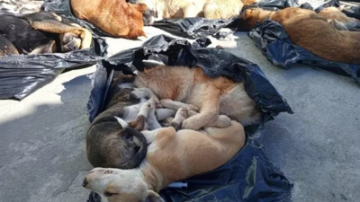 Belediyenin bakım merkezinde hayvan katliamı