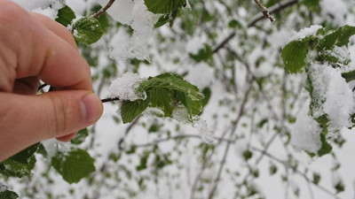 Meteorolojiden 5 bölgeye zirai don uyarısı
