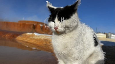 Sivas'ta donan kediden üzen haber! Termal su kenarında ısınmaya çalışan kedi öldü
