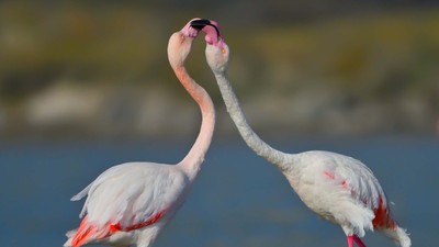 Gökçeada'da flamingoların 'kur' ve 'beslenme' dansı fotoğraflandı