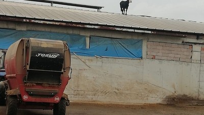 Çankırı'da aşıdan kaçan dana mandıra çatısına çıktı