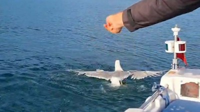 Amatör balıkçı oltasına dolanan martıyı kurtarıp, özgürlüğüne kavuşturdu