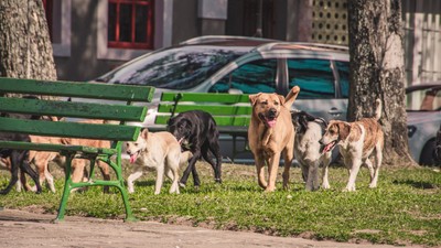 AYM sokak hayvanları düzenlemesinin iptalini reddetti