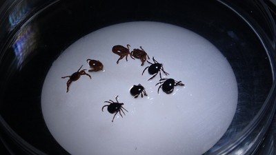 Sivas'ta 8 kişiye KKKA tanısı kondu: 1 kişi hayatını kaybetti