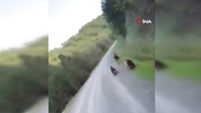 Ankara'da evine giden vatandaş yolda ayılarla karşılaştı