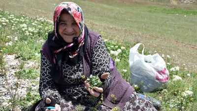 Madımak tezgahlardaki yerini aldı! Fiyatı dudak uçuklattı