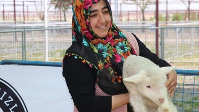 Kayseri'de koyun güzellik yarışması düzenlendi