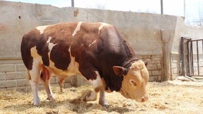 Kurban Bayramı yaklaşıyor! Şampiyon boğa Poyraz 540 bin TL'ye satıldı