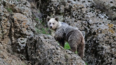 Ayı saldırısından köpekler kurtardı