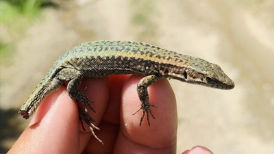 Keşfettiği kertenkeleye vefat eden annesinin adını verdi