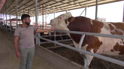 Kurban pazarının gözdesi 1 ton 400 kilogram ağırlığındaki Yusuf oldu! İşte istenen ücret