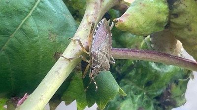 Bursa'da kahverengi kokarca çiftçinin kabusu oldu! Dut, erik ve kirazlarda zarar büyük🍒
