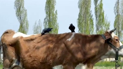 Cüce kargalar, inekten kopardıkları tüylerle yuva yaptı