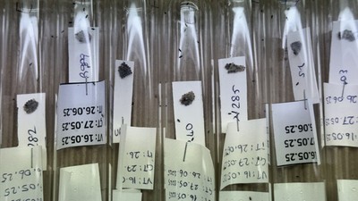 Samsun'da kahverengi kokarca ile mücadele: 750 bin parazitoit üretildi