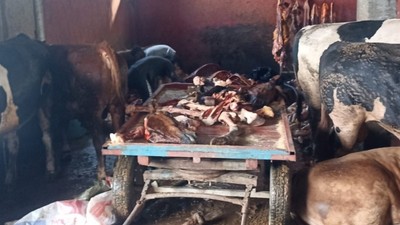 Adana’da 2,5 ton at eti skandalı: Ev altında kaçak kesim!