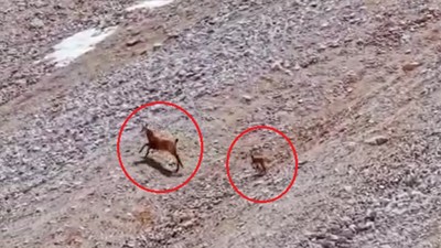 Bozayı yavru dağ keçisini avladı: O anlar görüntülendi