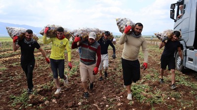 Adana'da günlük 250-300 ton patates yükleyen işçiler 2 bin 500 kazanıyorlara