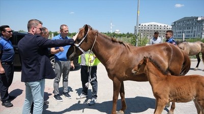 Kırklareli'de başıboş atlar rehabilitasyon alanına nakledildi