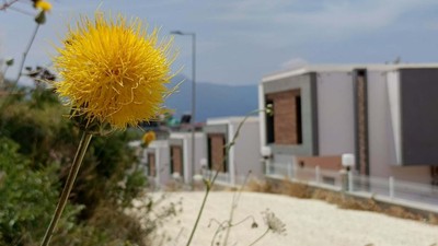 Kuşadası'nda nesli tükenmekte olan 'Tülüşah'ı koparmanın cezası 557 bin lira
