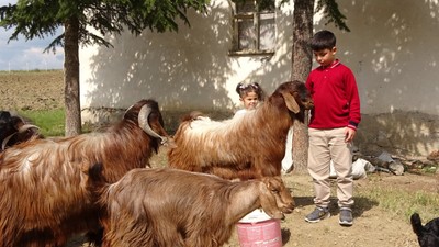 Boş vakitlerinde çobanlık yapan Emir, bursluluk sınavından 500 tam puan aldı