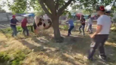 Ankara’da bir grup kurbanlık dananın saldırısına uğradı