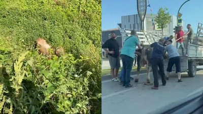 Kurbanlıklar kaçtı, vatandaşlar yakalamaya çalıştı