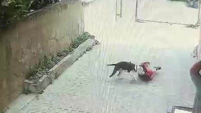 Pitbull cinsi köpek çocuğa saldırdı: O anlar kamerada