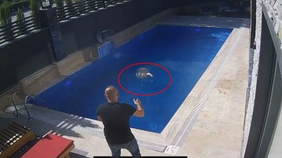 Sahibinden kaçan koç, villanın bahçesindeki havuza atladı