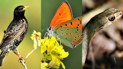 30 yıldır çektiği yaban hayatı fotoğraflarıyla, geleceğe kaynak bırakmaya hazırlanıyor