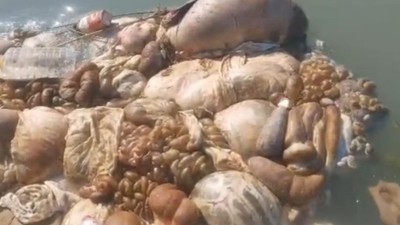 Adana'da kurban atıklarını sulama kanalına attılar