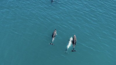 Karadeniz'de dronla görüntülenen yunus sergisi