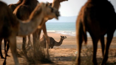 Keşm Adası'nda develere deniz banyosu geleneği