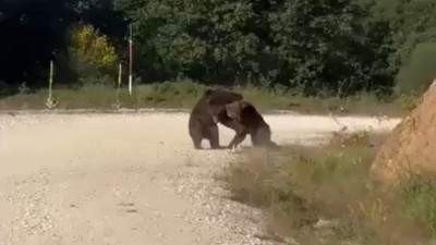 Yolda güreşen ayılar uçuruma yuvarlandı! O anlar kamerada