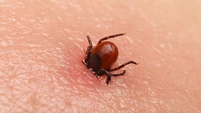 Kene can almaya devam ediyor: Ölü sayısı 8'e yükseldi