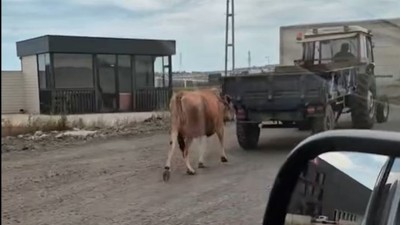Traktörün arkasına bağladığı ineği sürükleyerek götürdü
