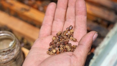 Geçmişte çöpe gidiyordu, şimdi kilosu 3 bin TL’den satılıyor