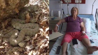 Tunceli'de koca engerek yılanı bir kadını ısırdı