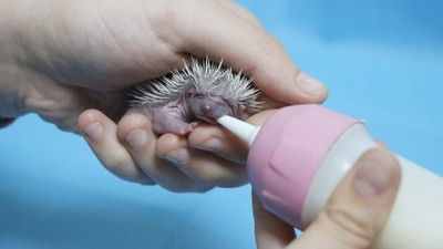 Anneleri terk eden 3 yavru kirpi, biberonla besleniyor