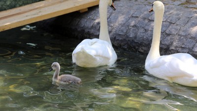 Kuğulu Park’ta 15 yıl sonra bir mucize: Beyaz yavru kuğu dünyaya geldi