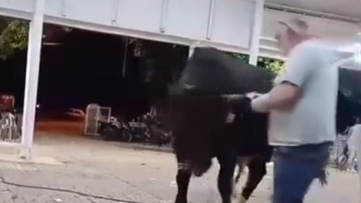Muğla'da boğa güreşi öncesi talihsiz kaza: Bir kişi boynuz darbesiyle yaralandı