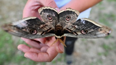 Düzce'de kanat açıklığı 15 cm olan tavus kelebeği bulundu