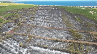 Tekirdağ Şarköy'de yanan orman havadan görüntülendi