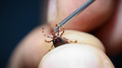 İstanbul'da görülen kenelerin türü belli oldu! Zararsız "Rhipicephalus"