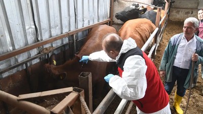 Türkiye'de şap hastalığı alarmı! Kırmızı et yemek tehlikeli mi? Bakanlıktan açıklama