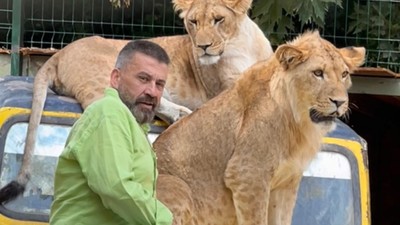 Çiftçiye saldıran aslanın sahibi: Sosyal bir hayvandı