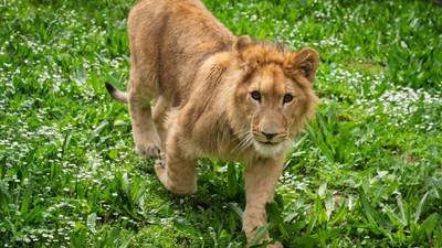 Aslan Pars başka bir aslan tarafından öldürüldü