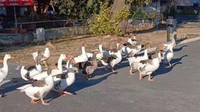 Denize giren kazlara şikayet engeli: 8’i kümeste öldü