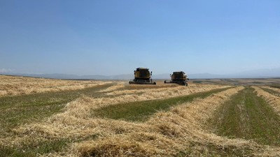 Kars'ta Ata tohumu arpa ile bereket fışkırdı